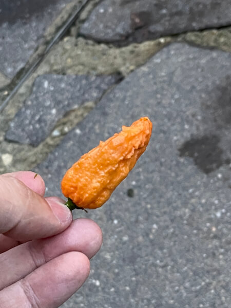mena orange mena orange